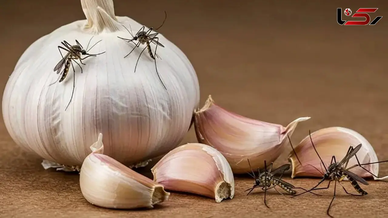 آیا سیر پشه ها را نابود می کند؟ / پاسخ به سوالات متداول
