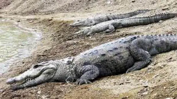 ترسناک ترین و مقدس ترین حیوان ایران + عکس
