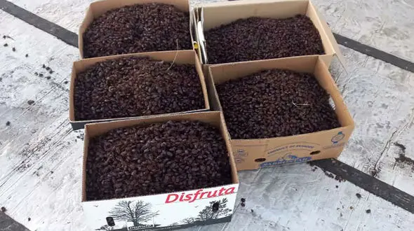 حمله سوسک ها به آرژانتین + فیلم