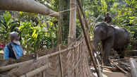 ماموریت وحشتناک فیل ها در هند+ تصویر
