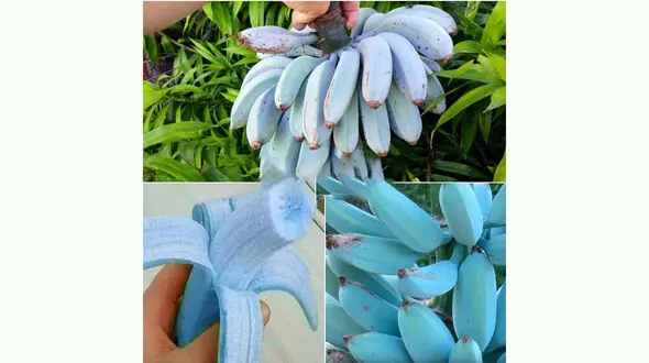 موز آبی چه مزه ای است؟ + عکس