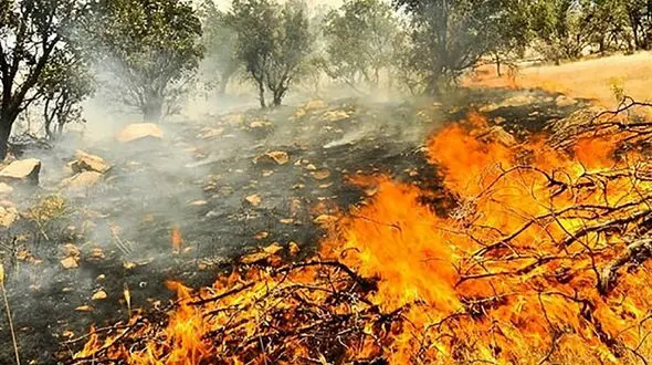 بازداشت 4 عامل آتش سوزی عمدی بودن بهمرد دشتستان 