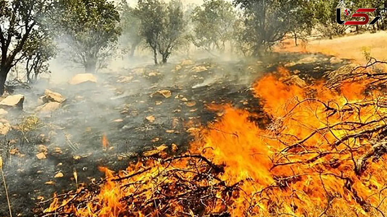 بازداشت عاملان آتش سوزی کوه‌های بهمرد دشتستان