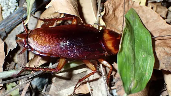 سوسک ها در زمستان کجا می روند؟