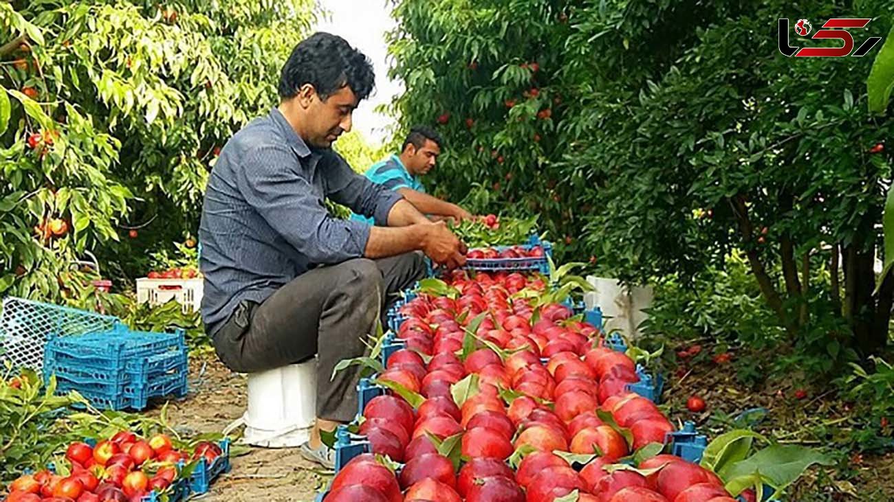 کاهش قیمت شلیل، شبرنگ، هلو و هندوانه در میادین میوه و تره بار