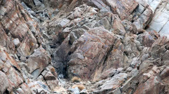 در این عکس ها پلنگ برفی را پیدا کنید+تصاویر