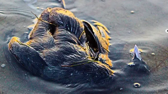 عکس های دلخراش از مرگ مهمانان زمستانی شمال کشور