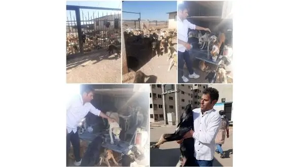 600 سگ ولگرد از فاز 6 پرند جمع شد / این همه سگ از کجا می‌آید؟!