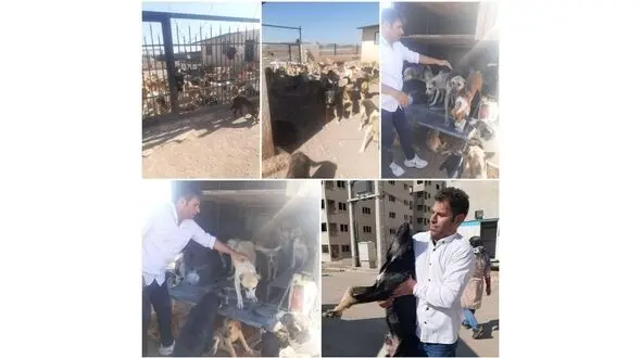 600 سگ ولگرد از فاز 6 پرند جمع شد / این همه سگ از کجا می‌آید؟!