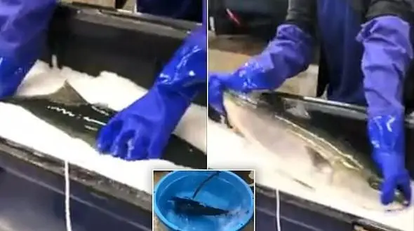 زنده شدن ماهی یخ زده در آب گرم! + عکس