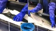 زنده شدن ماهی یخ زده در آب گرم! + عکس