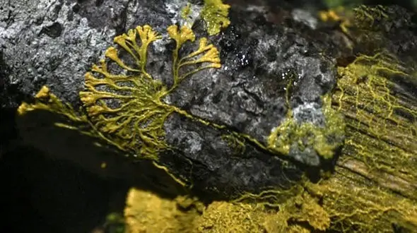 عجیب ترین کپک 10 متری با 720 نوع جنیست + عکس