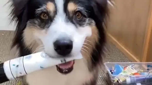 آموزش نقاشی توسط یک سگ + فیلم