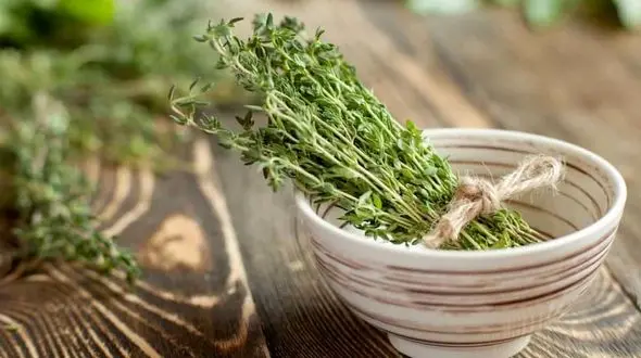 خواص آویشن شیرازی 