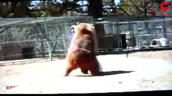 مرد شجاعی که خرس 800 کیلویی را بغل کرد! + فیلم