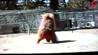 مرد شجاعی که خرس 800 کیلویی را بغل کرد! + فیلم