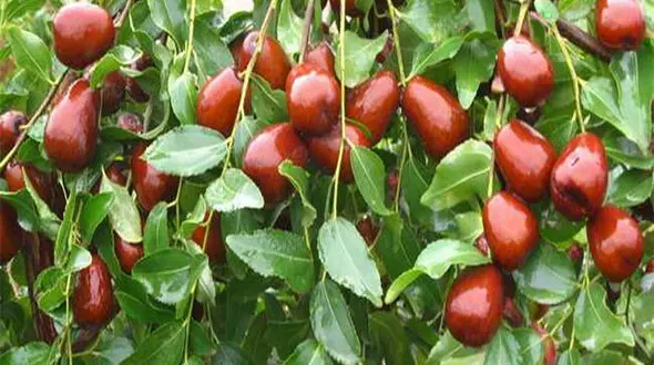 خلاص شدن از سرفه با عناب