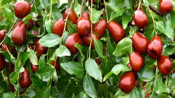 خلاص شدن از سرفه با عناب