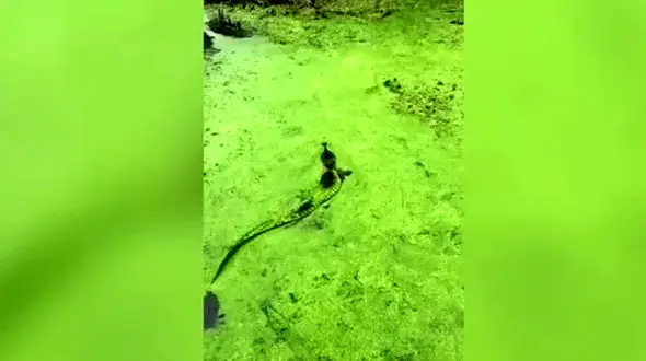 همرنگ شدن تمساح با خزه ها + فیلم