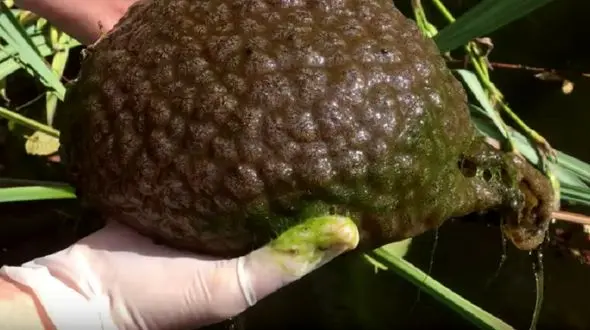 کشف خزه های چسبناکی که شبیه موجودات فضایی هستند + فیلم