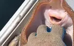 ویدیو لحظه خندیدن یک بچه سفره ماهی 