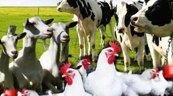  ظرفیت تولید ۲۰ میلیون تن خوراک دام،طیور و آبزیان در کشور 