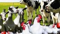  ظرفیت تولید ۲۰ میلیون تن خوراک دام،طیور و آبزیان در کشور 