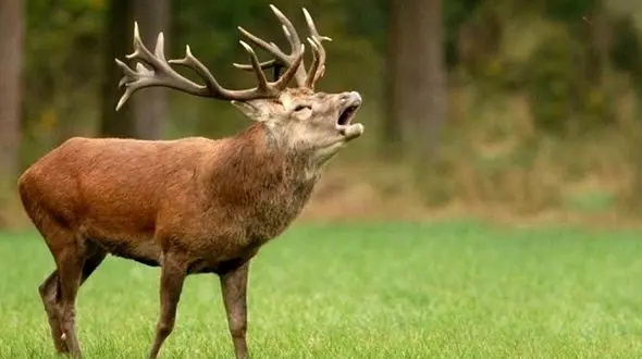  نجات دسته جمعی گوزن ها  + فیلم