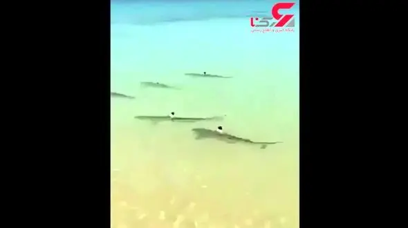 هجوم کوسه‌ها به ساحل جزیره کیش + فیلم 