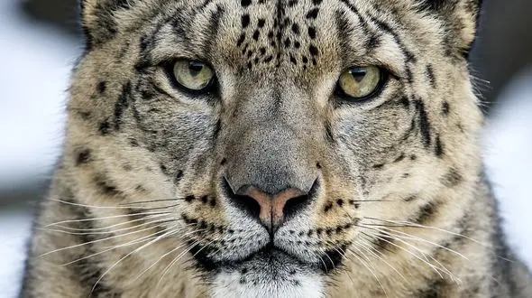 از چنگال تا آغوش روایت از دو زیست مختلف