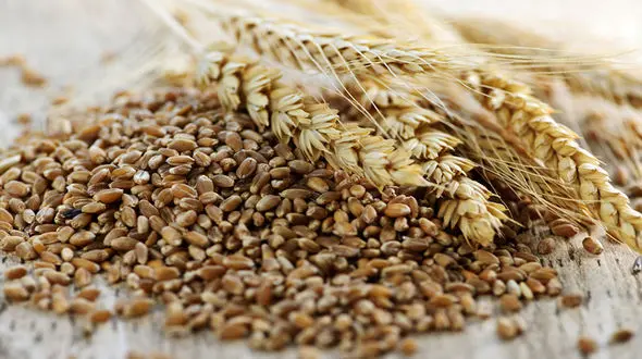 مبارزه با ریزش و سفیدی مو با مصرف سبوس گندم