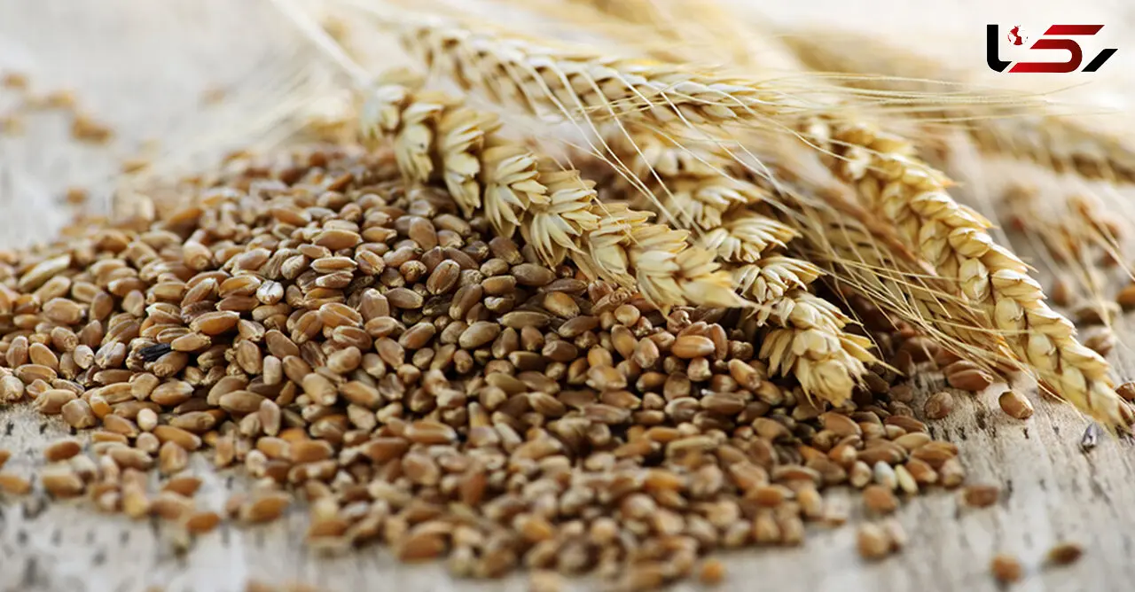 مبارزه با ریزش و سفیدی مو با مصرف سبوس گندم