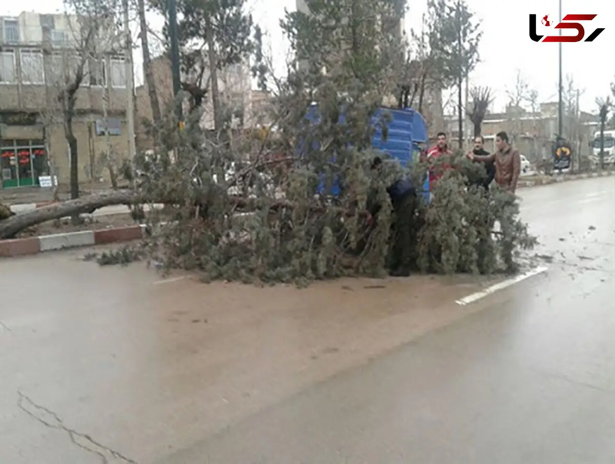 کنده شدن درختان همدان و ایستگاه اتوبوس در اثر باد+ عکس