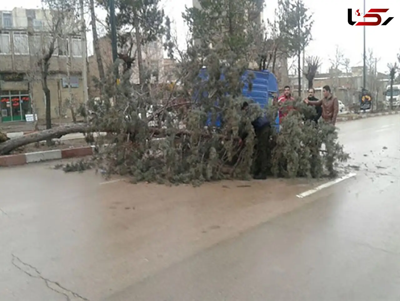 کنده شدن درختان همدان و ایستگاه اتوبوس در اثر باد+ عکس