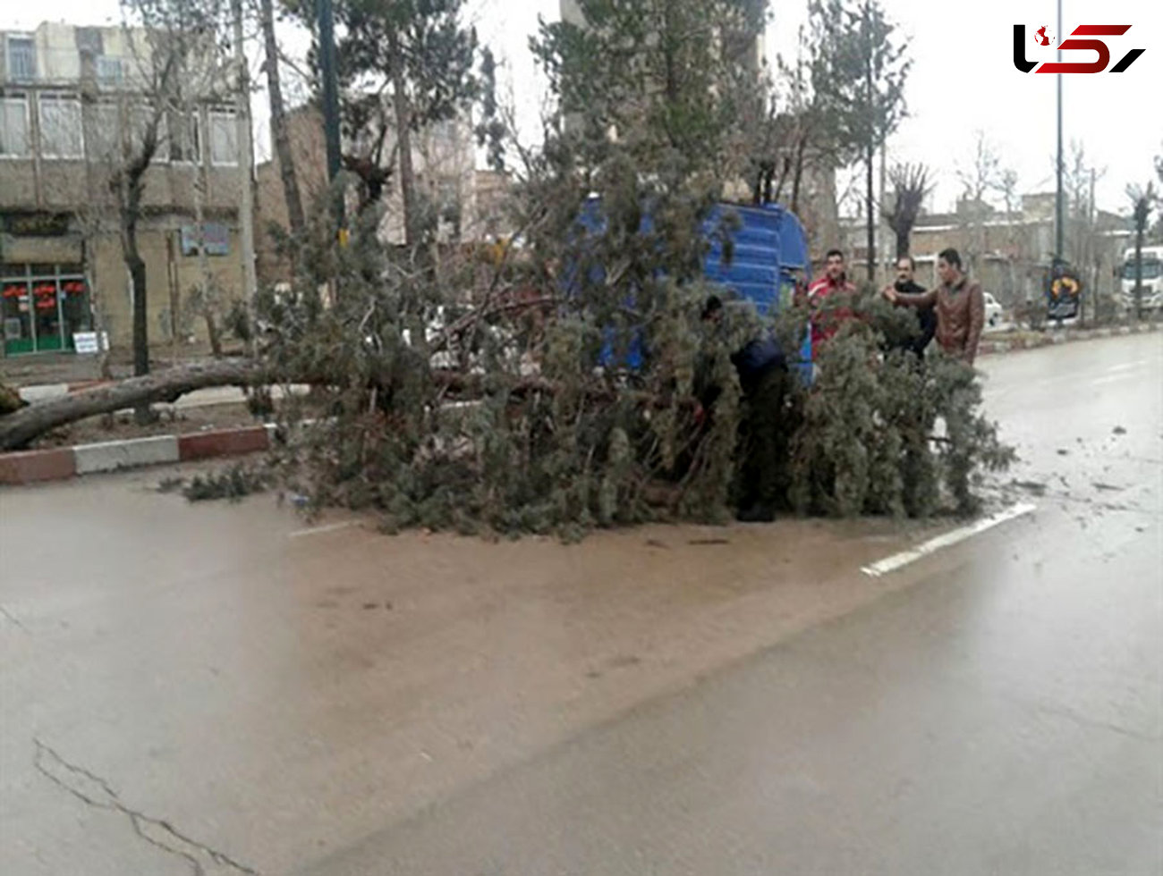 کنده شدن درختان همدان و ایستگاه اتوبوس در اثر باد+ عکس