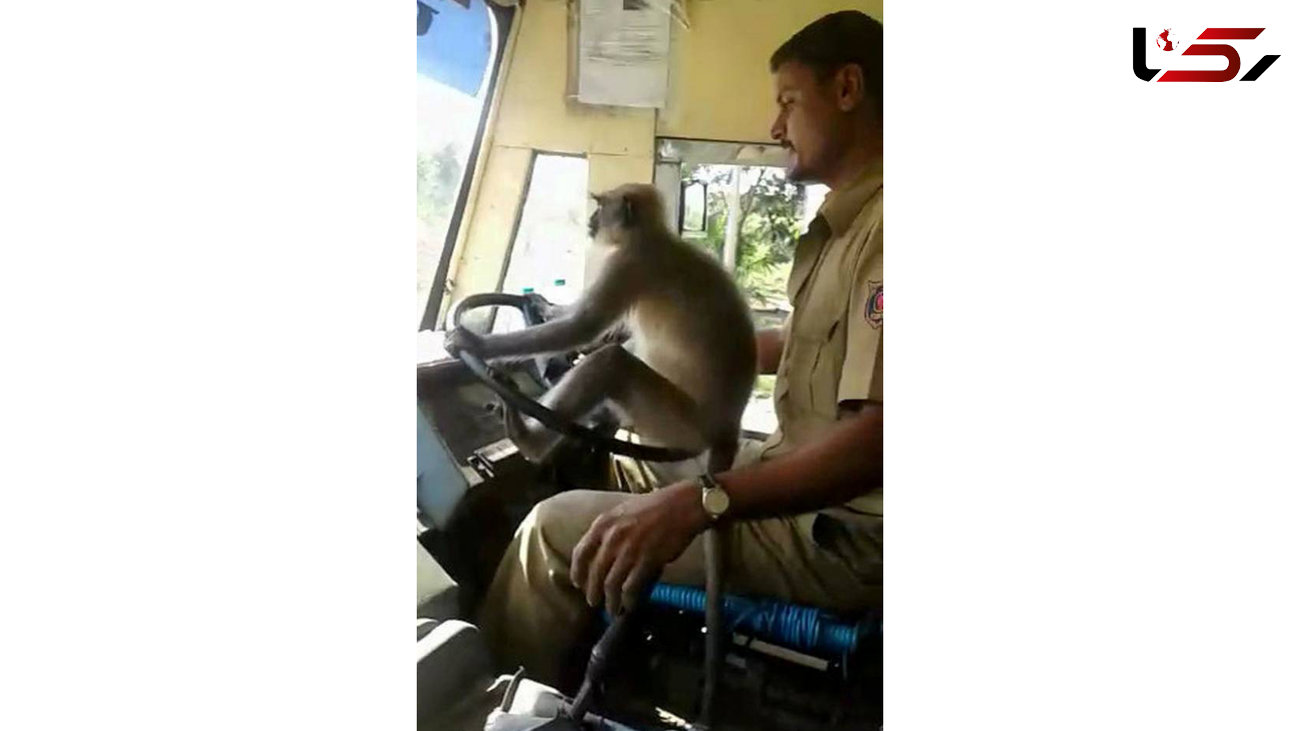فیلم رانندگی میمون با اتوبوسی پر از مسافر+ عکس