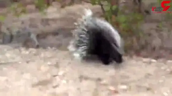 پلنگ گرسنه حریف جوجه تیغی زبل نشد! + فیلم باورنکردنی