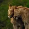 از عشق تا بی رحمی حیات وحش