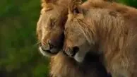 از عشق تا بی رحمی حیات وحش