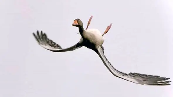 ژیمناستیک یک غاز در آسمان + عکس 