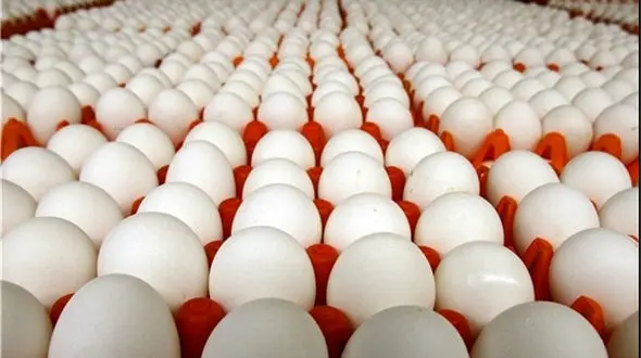 تخم مرغ شانه‌ای ۲۰ هزار تومان شد 