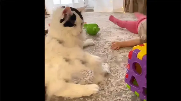 ببینید / لگد زدن عجیب یک گربه به نوزاد بی‌گناه و دلجویی سگ مهربان + فیلم 