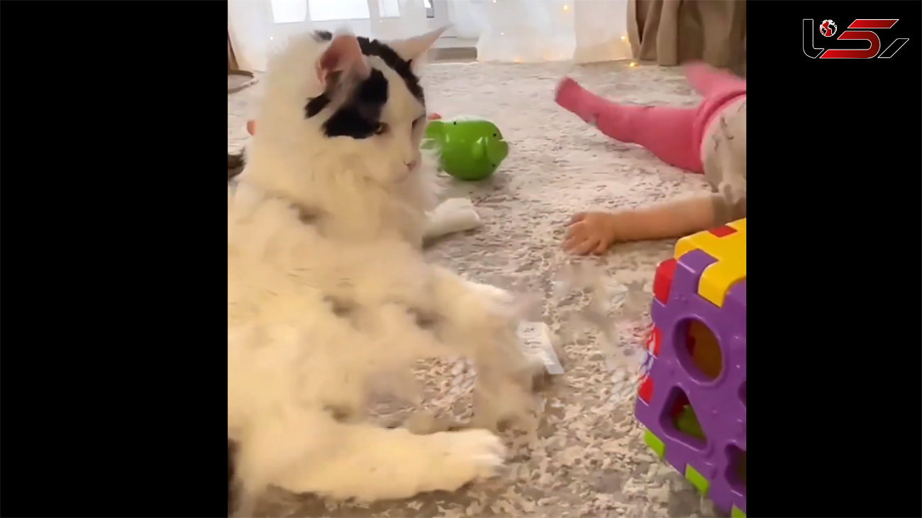 ببینید / لگد زدن عجیب یک گربه به نوزاد بی‌گناه و دلجویی سگ مهربان + فیلم 
