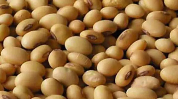 خواص سویا