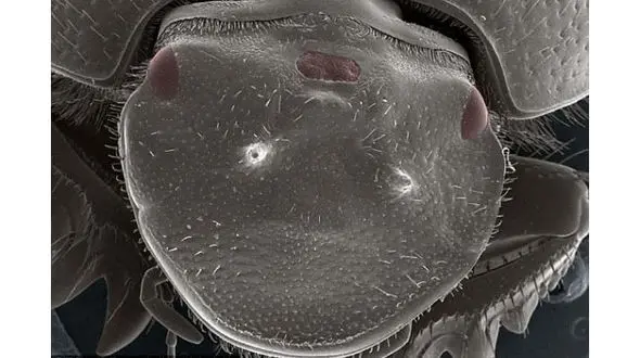 کشف تصادفی محققان برای تکامل دانش انسان/سوسک سه چشم