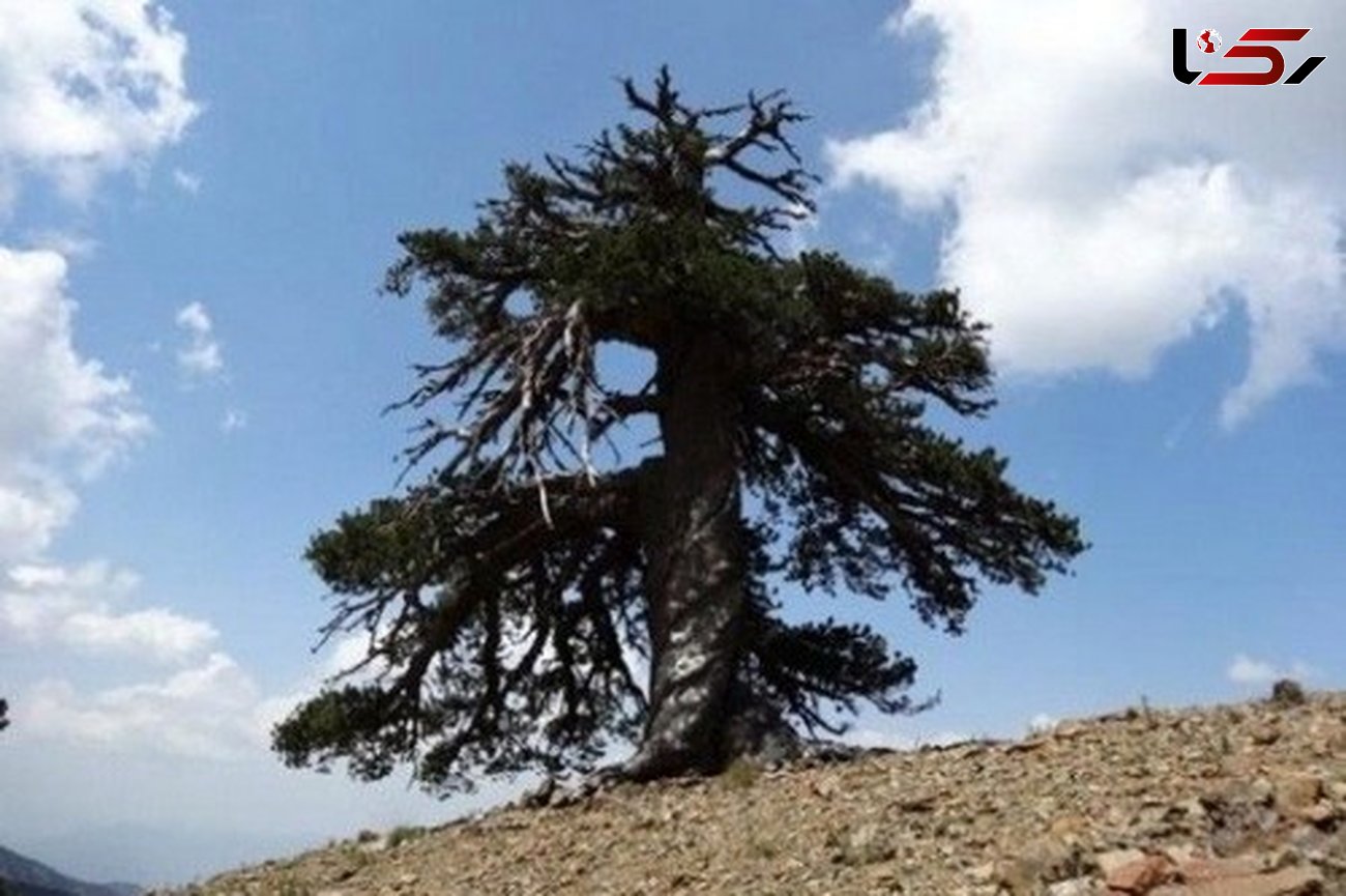 پیرترین درخت زنده اروپا+عکس
