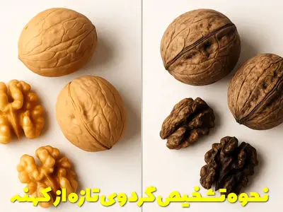 از کجا بفهمیم گردو تازه است یا کهنه؟ رازهایی که فروشنده‌ها نمی‌ گویند