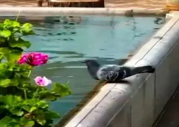 آواز نوستالژی؛ این آهنگ و منظره دل هر آدمیو هوایی میکنه برگرده به حیاط خونه مادربزرگه