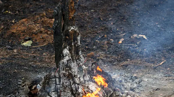 آتش در کمین جنگل های کهگیلویه وبویراحمد