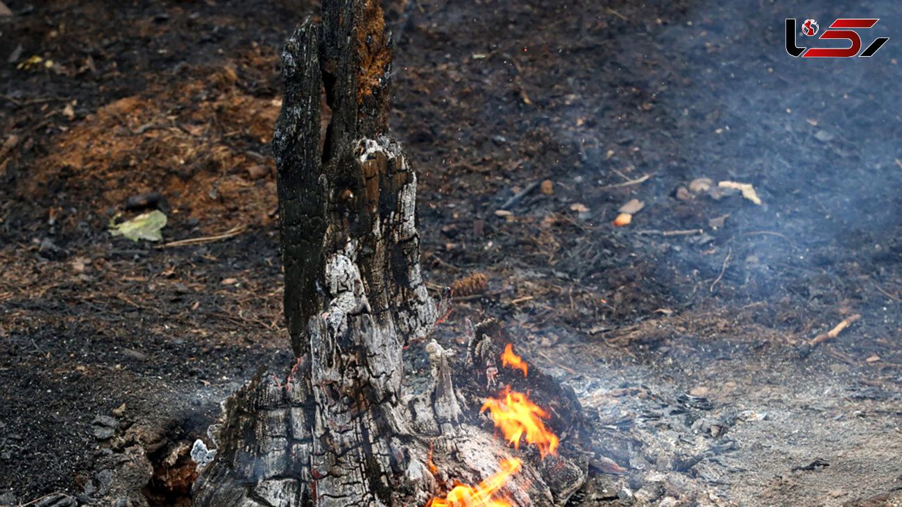 آتش در کمین جنگل های کهگیلویه وبویراحمد